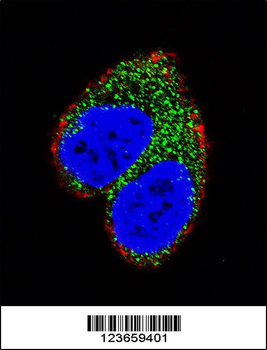 AIM2 Antibody (N-term)