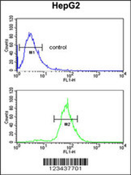 CDH20 Antibody (N-term)
