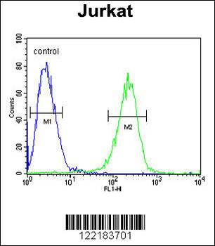 HADHB Antibody (C-term)