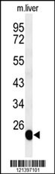 BSND Antibody (C-term)