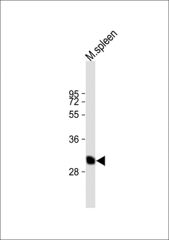 BSND Antibody (C-term)