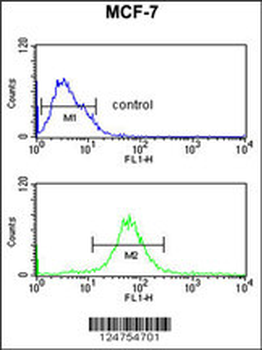 RT25 Antibody (C-term)