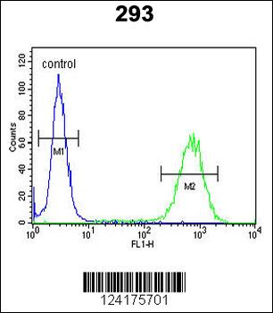 PCDH17 Antibody (C-term)