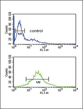 PDK2 Antibody