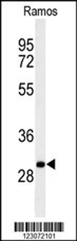 C19orf18 Antibody (Center)