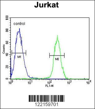 RNF8 Antibody