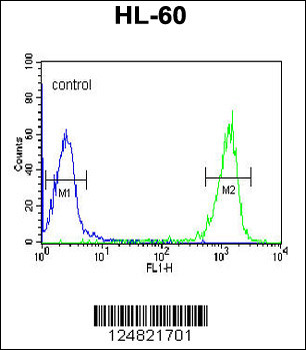 PATL1 Antibody (C-term)