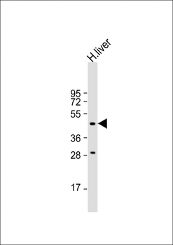 MMAA Antibody (N-term)
