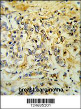 LMBR1L Antibody (C-term)