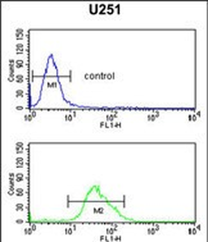 FOXG1 Antibody (Center)
