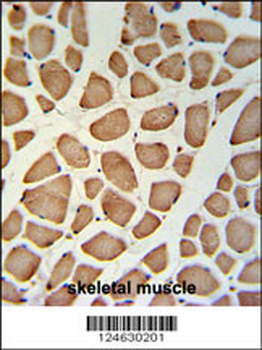 GPSN2 Antibody (C-term)