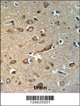 GPR180 Antibody (Center)