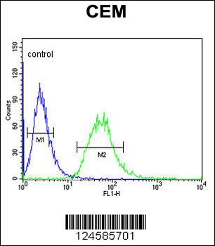 CA6 Antibody (C-term)