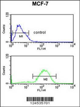 HSD11B2 Antibody (Center)