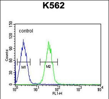 EFHC2 Antibody (N-term)