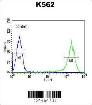 GAGE7 Antibody (C-term)