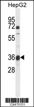 MOSC1 Antibody (Center)