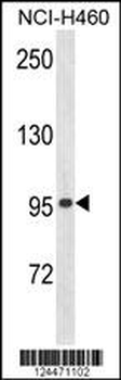 ZN473 Antibody (N-term)