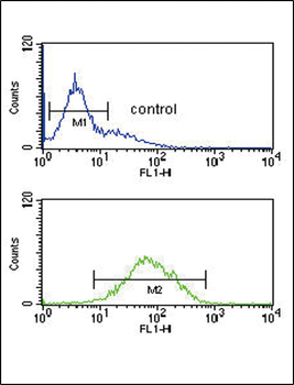 ANKH Antibody (C-term)