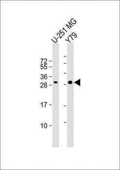 MAPK1IP1L Antibody (Center)