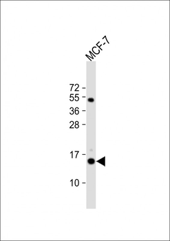 RPS24 Antibody (Center)