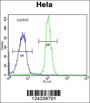 ADPRHL2 Antibody (N-term)