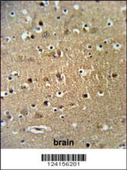 FAM40A Antibody (Center)