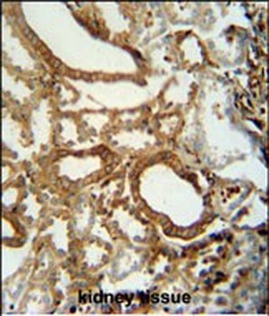INSC Antibody (C-term)