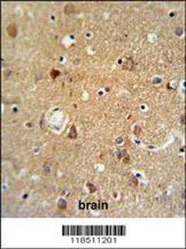 NEU1 Antibody (Center)