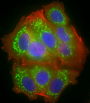 COXI Antibody (Center)