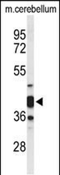 CYTH3 Antibody (C-term)