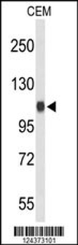 IPO11 Antibody (C-term)
