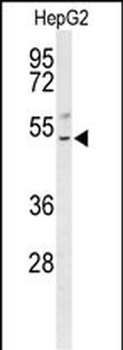 BLZF1 Antibody (Center)