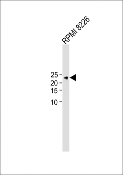 TIFA Antibody (N-term)