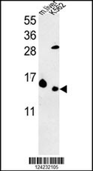 RPL37 Antibody (C-term)