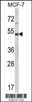 LUC7L2 Antibody (C-term)
