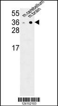 NXPH1 Antibody (N-term)