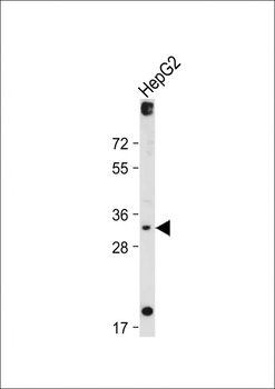 DIO3 Antibody (C-term)