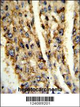 DIO3 Antibody (C-term)