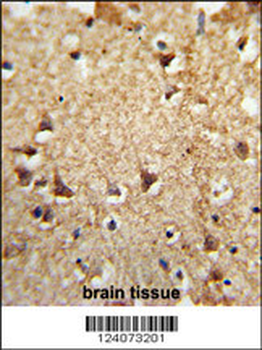 EIF2A Antibody (Center)