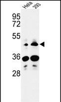 HS3ST2 Antibody (C-term)