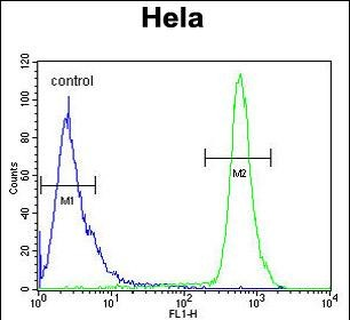 HS3ST2 Antibody (C-term)