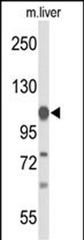 GLDC Antibody (N-term)
