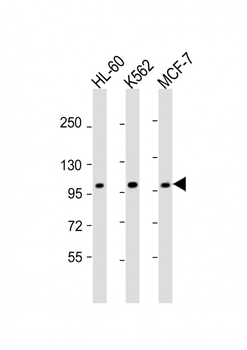 GEN1 Antibody (N-term)