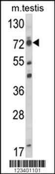 ELL Antibody (C-term)