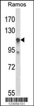 C11orf30 Antibody (N-term)