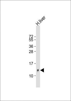 HAMP Antibody (Center)