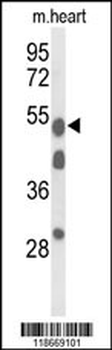 A1BG Antibody (Center)