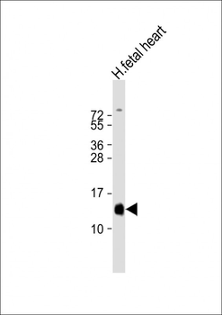 HBA2 Antibody (Center)