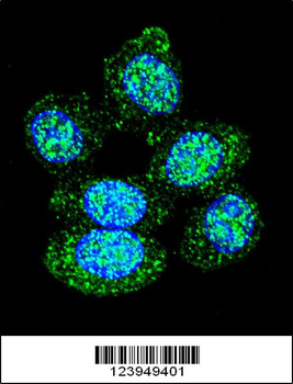 ACP1 Antibody (N-term)
